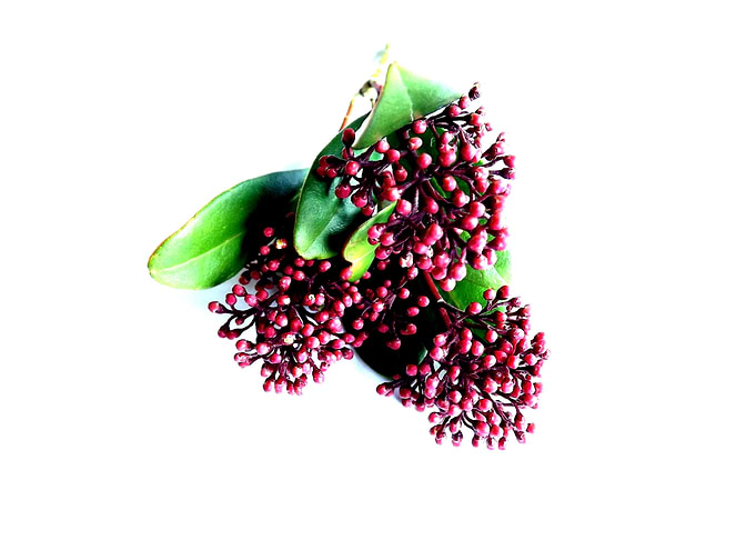 BERRIES