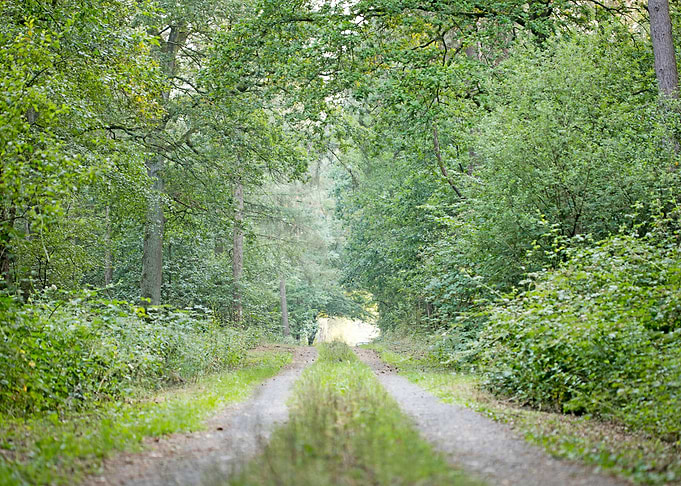 Walking on wild forest