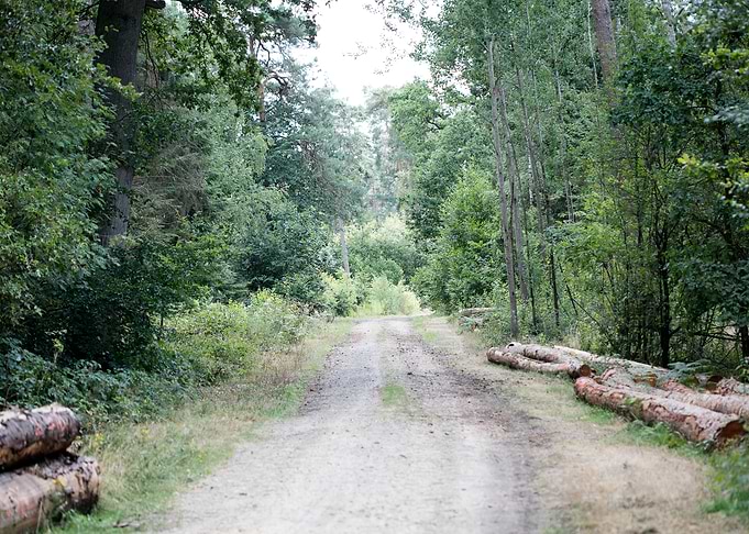 Walking on wild forest