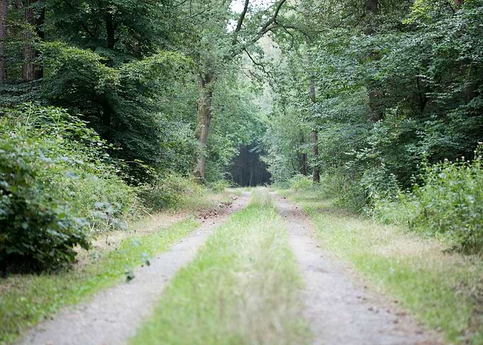 Walking on wild forest