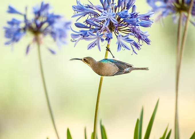 Sunbird