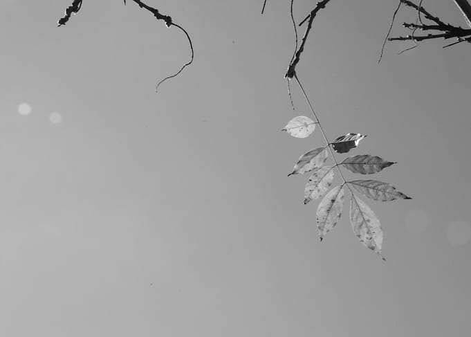 Leaves