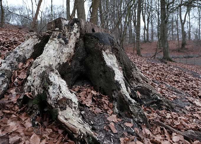 Tree stump