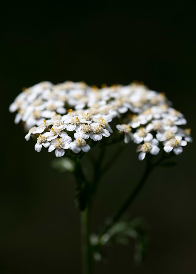 Achillea millefolium macro