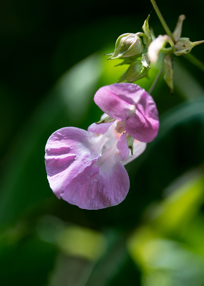 Impatiens glandulifera