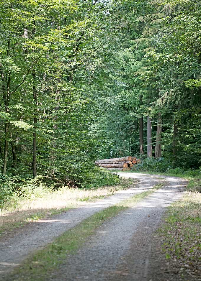 Walking on wild forest