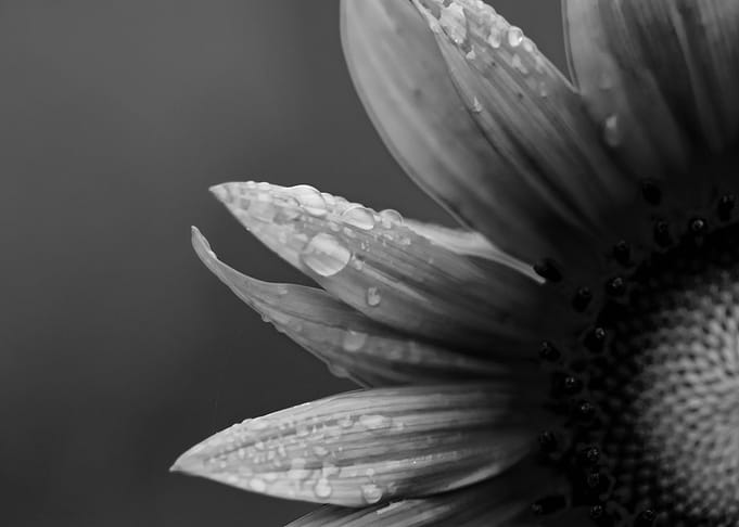 Dark Sunflower