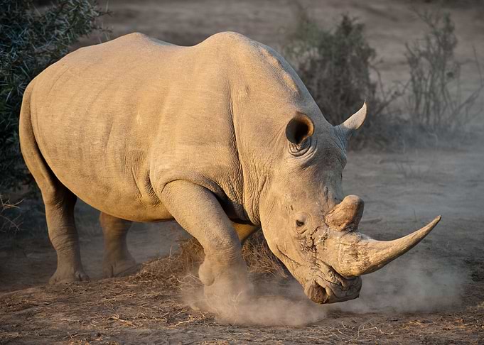 White Rhino