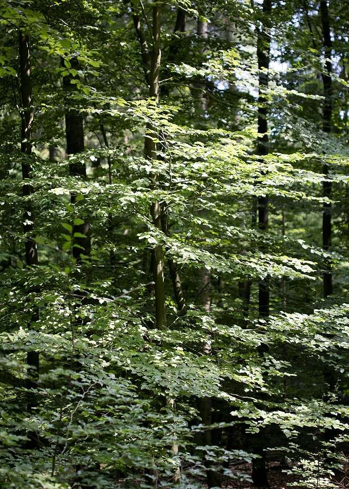 Walking on wild forest