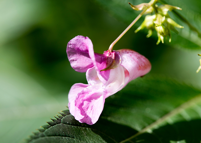 Impatiens glandulifera