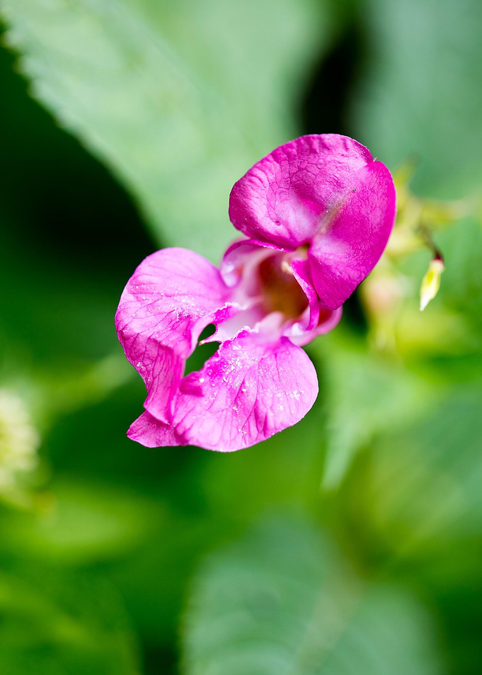 Impatiens glandulifera