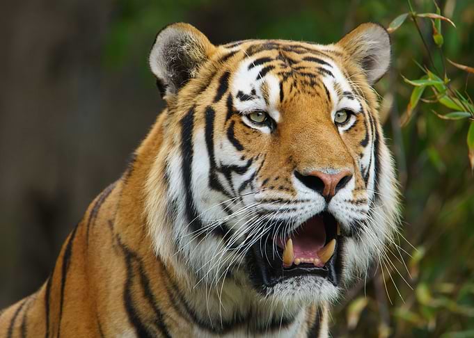 Beautiful Tiger
