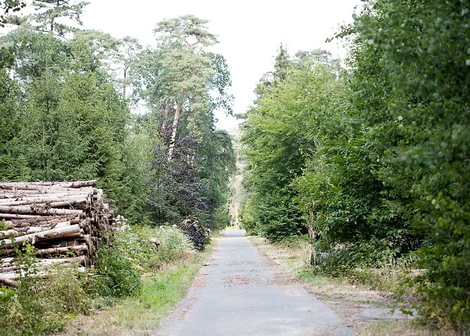 Walking on wild forest