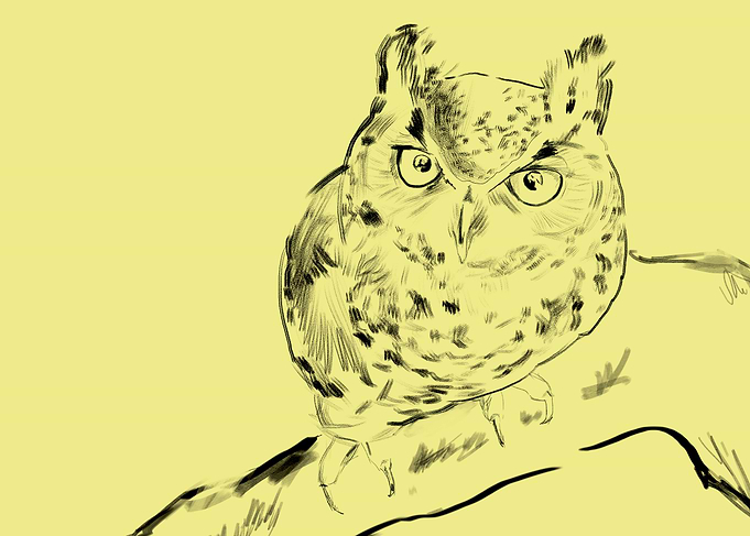 Curious owl