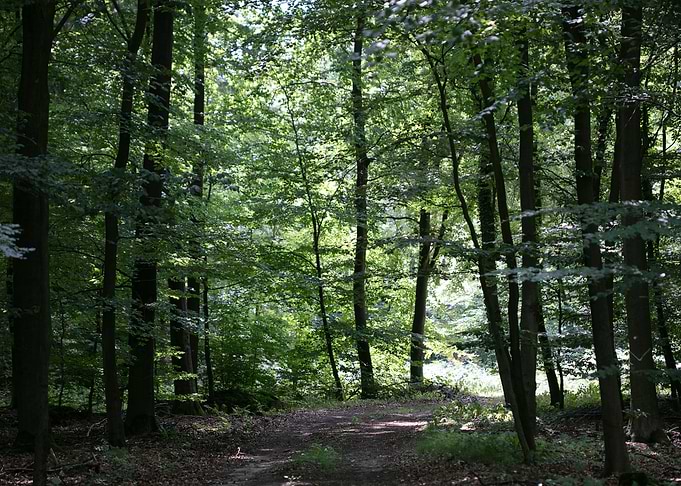 Walking on wild forest