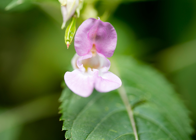 Impatiens glandulifera