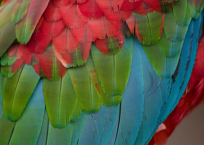 Macaw Feathers