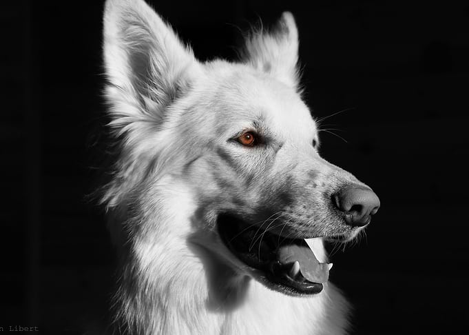 Beautiful Dog