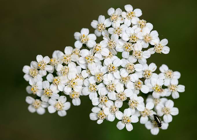 Achillea millefolium macro