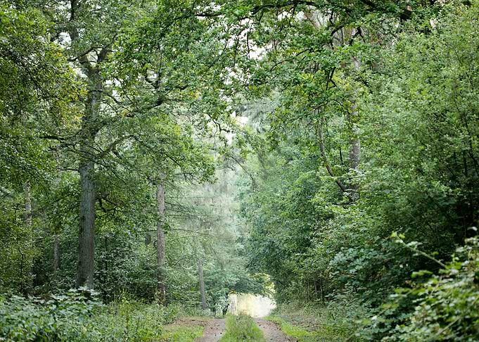 Walking on wild forest