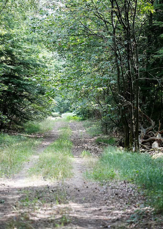Walking on wild forest