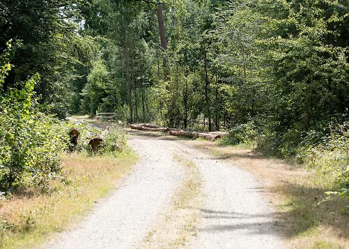 Walking on wild forest