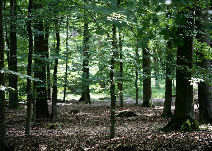 Walking on wild forest