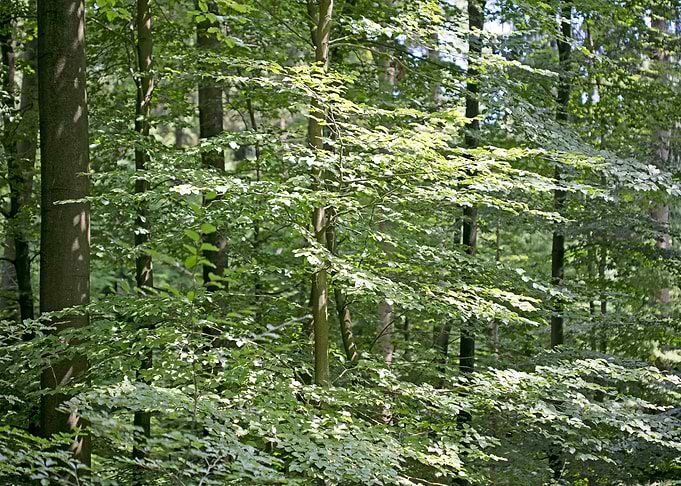 Walking on wild forest