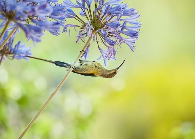 Sunbird