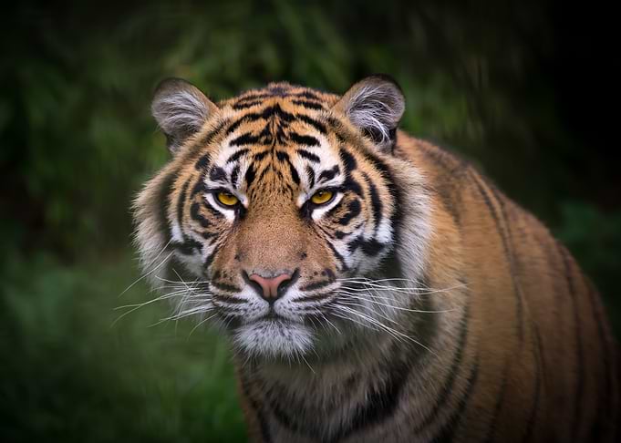 Beautiful Tiger