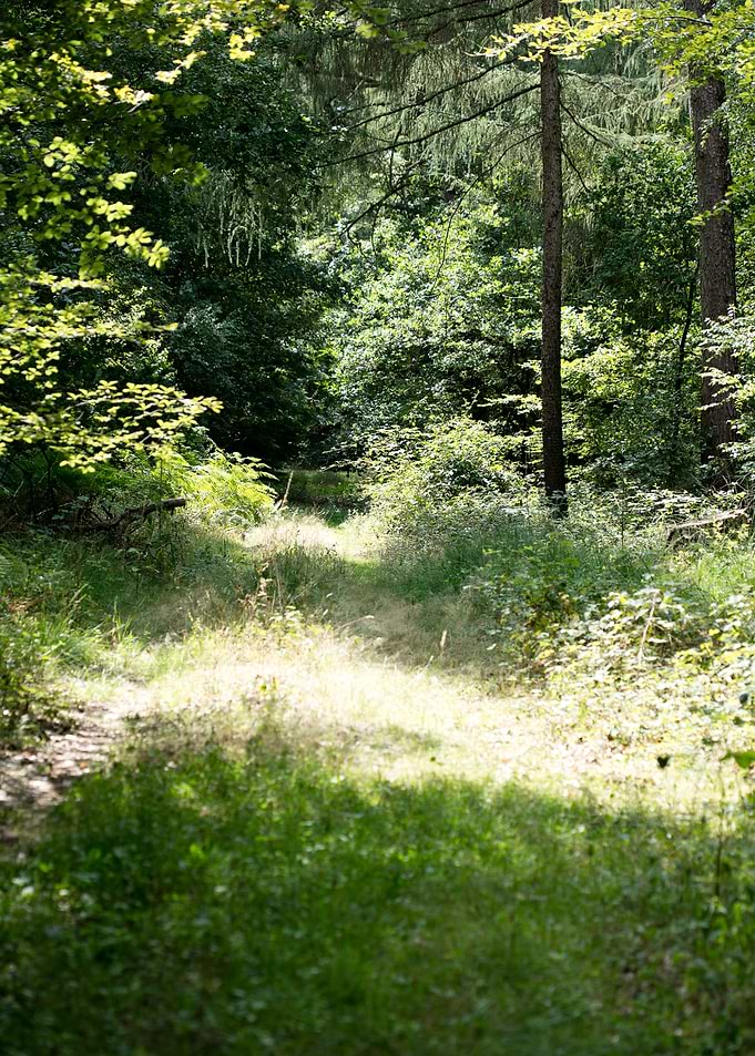 Walking on wild forest