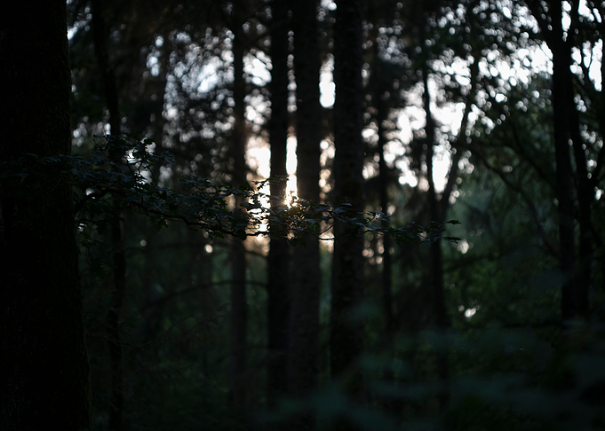 Sunshine on wild forest