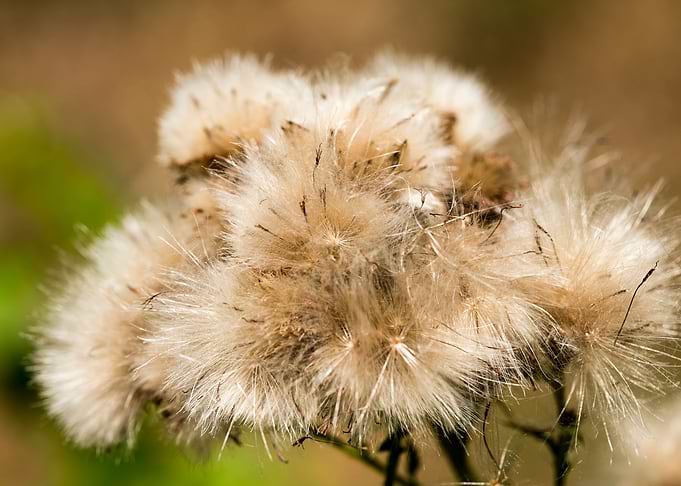 Dandelion blow up flower