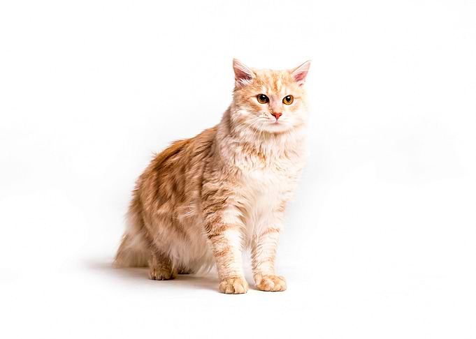 cat over white