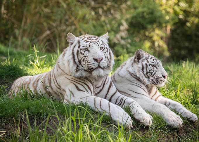 Two White Tigers