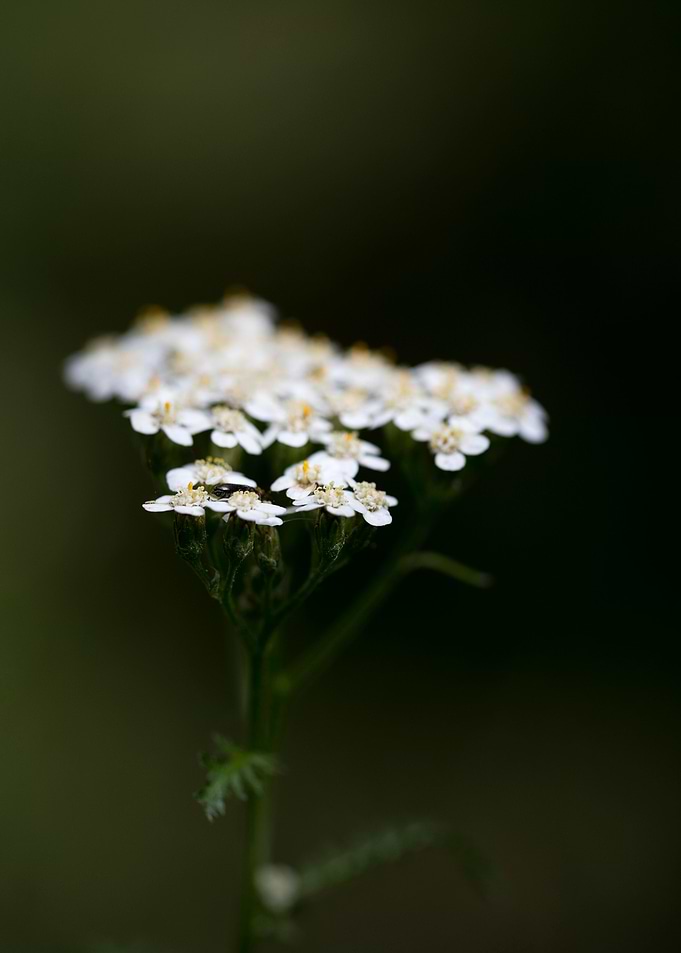 Achillea millefolium macro