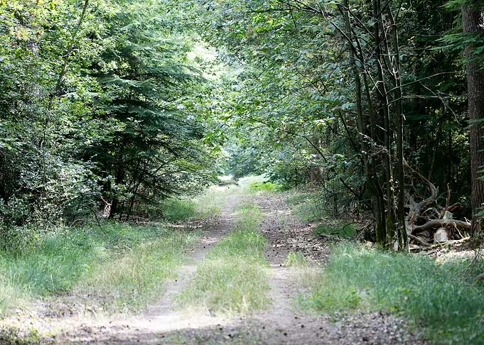 Walking on wild forest