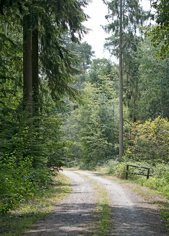 Walking on wild forest