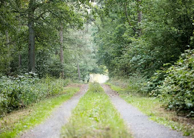 Walking on wild forest