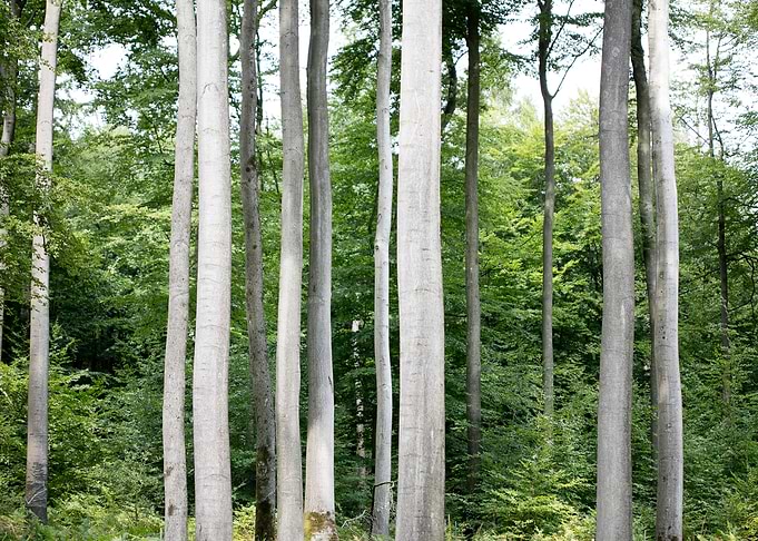 Walking on wild forest