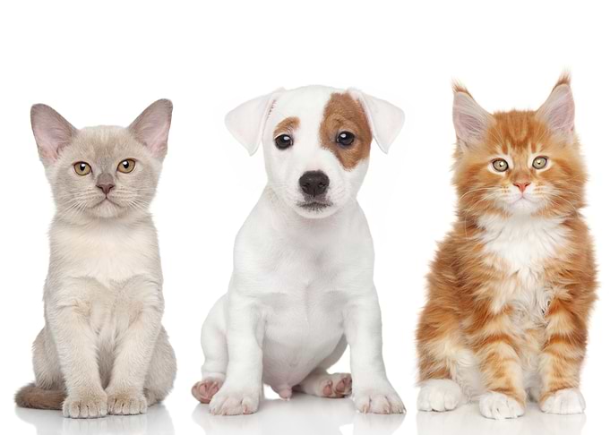 Dog and Cats