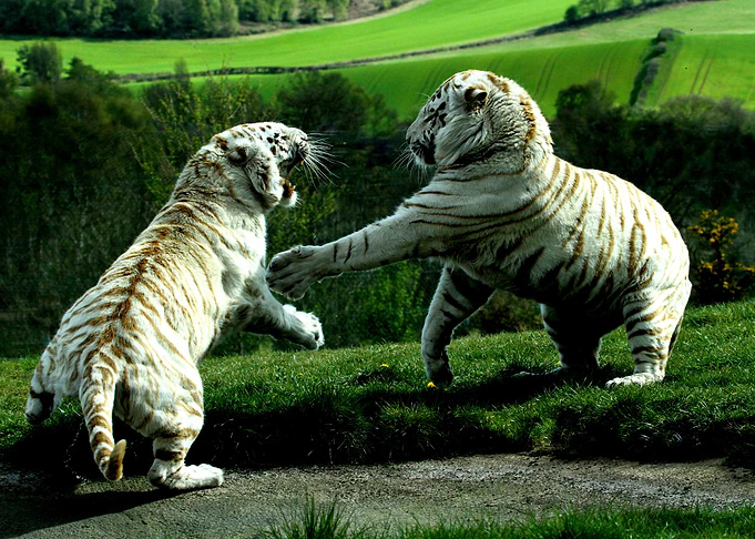 White Tigers Battle