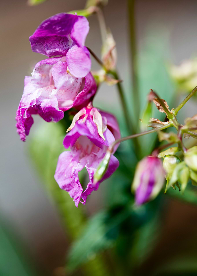 Impatiens glandulifera
