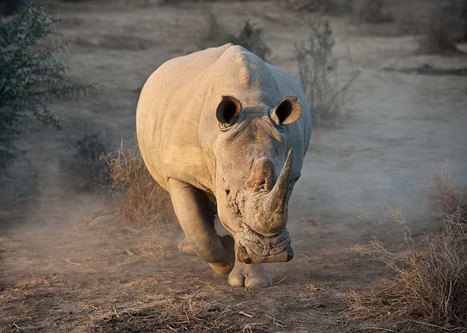 White Rhino
