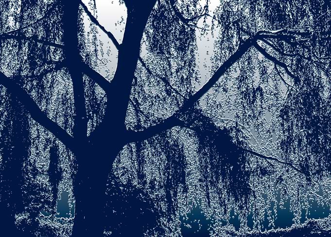 Willow in blue