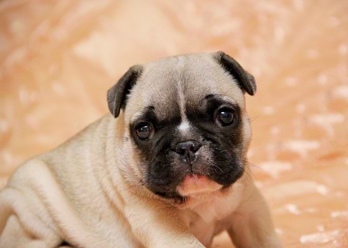 Cute Puppy