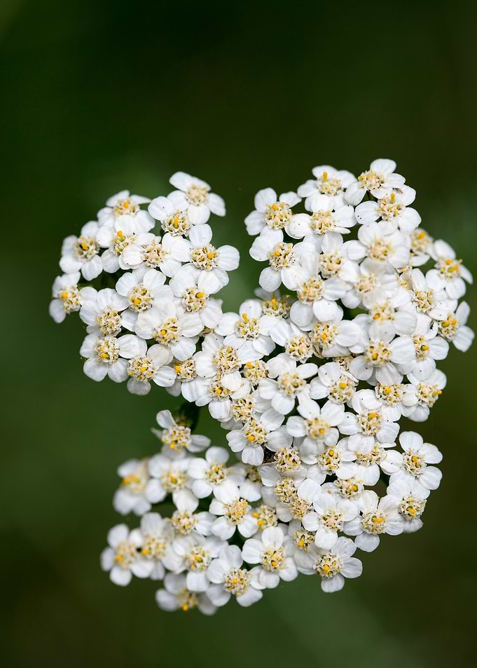 Achillea millefolium macro