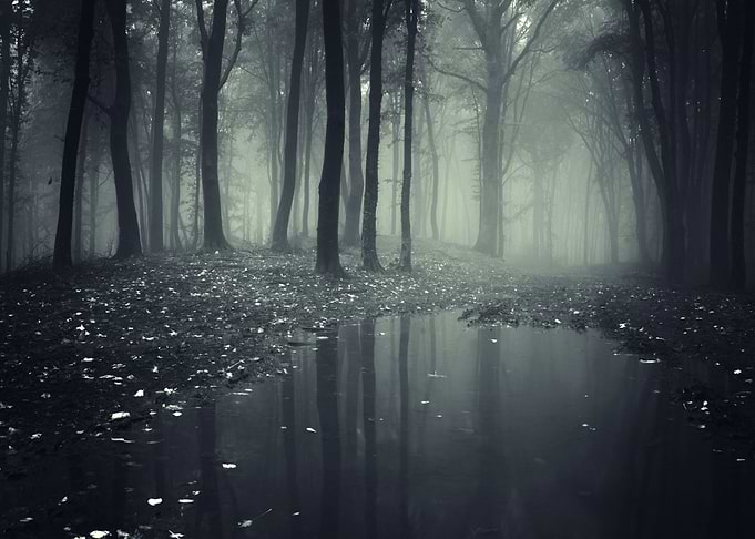 Dark Forest