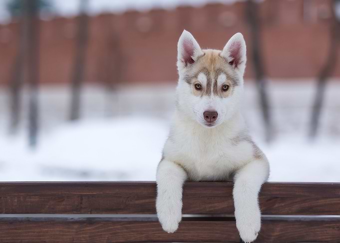 Husky Puppy