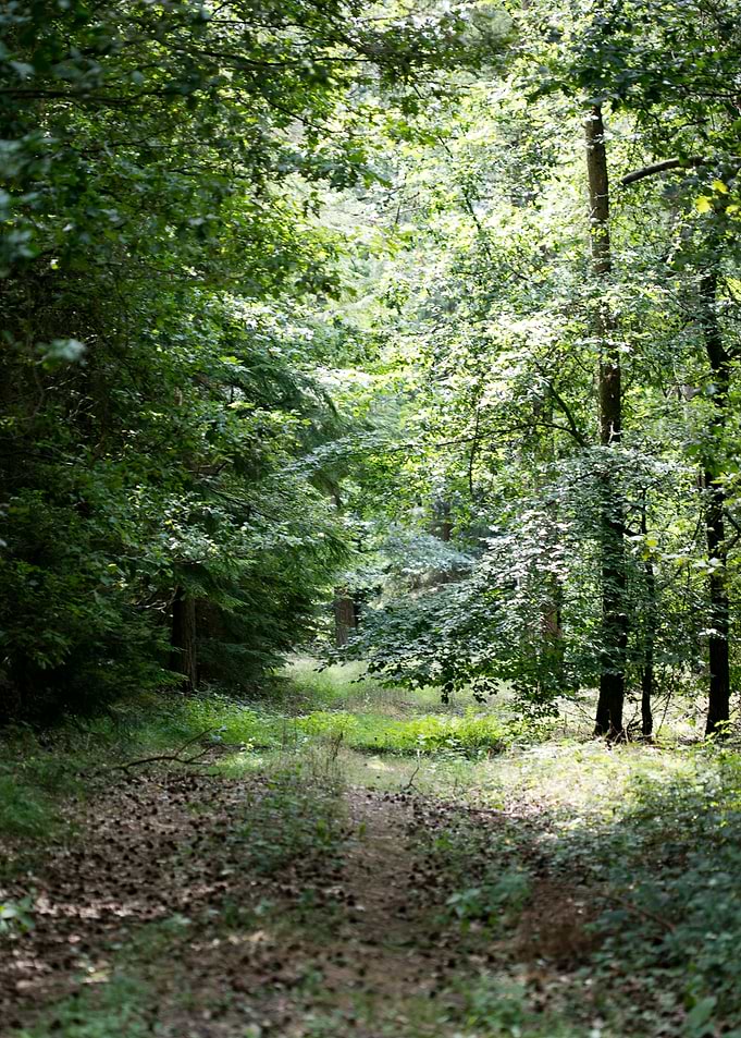 Walking on wild forest